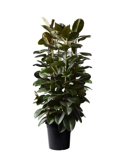 Plant Drop Extra Large Rubber Bush Plant, Multi