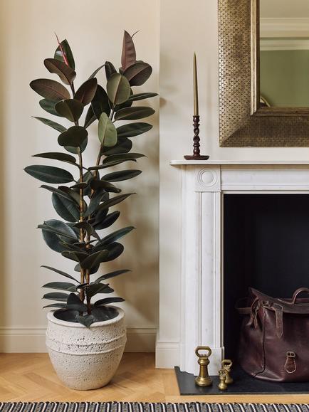 Plant Drop Extra Large Rubber Bush Plant - view 2, Multi