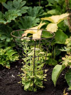 Wilstone Trumpet Plant Frame - view 2, 