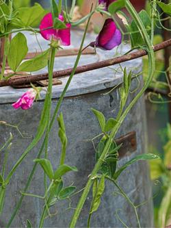 Wilstone Garden Spiral Obelisk - view 2, Natural