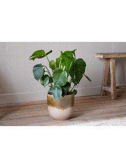 nkuku Almeida Large Ceramic Indoor Plant Pot, 23.5cm, Green/Cream - view 2, Green/Cream