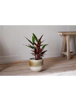 nkuku Almeida Medium Ceramic Indoor Plant Pot, 19.5cm, Green/Cream - view 2, Green/Cream