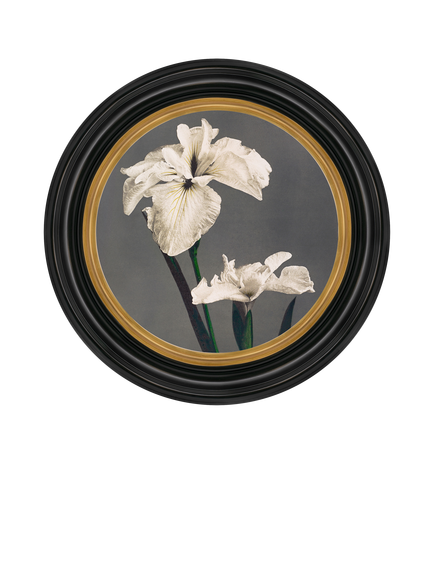 Brookpace Lascelles 'Iris' Porthole Round Framed Canvas Print, 43cm, Black/Multi, Multi