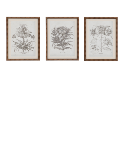 John Lewis 'Fresco' Botanical Framed Prints, Set of 3, 40 x 30cm, Black/White, Multi