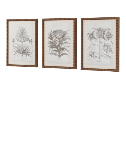 John Lewis 'Fresco' Botanical Framed Prints, Set of 3, 40 x 30cm, Black/White - view 2, Multi