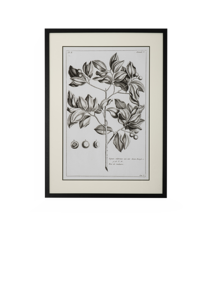 Neptune 'Whitechapel II' Botanical Framed Print, 109 x 79cm, Off White, Off White