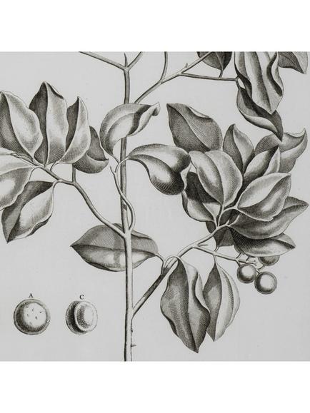 Neptune 'Whitechapel II' Botanical Framed Print, 109 x 79cm, Off White - view 2, Off White