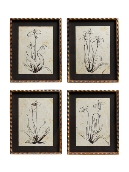 OKA Narin Iris Framed Prints, Set of 4, 50 x 40cm, Multi, Multi