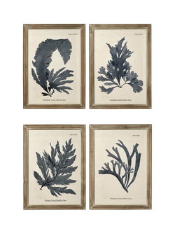 OKA Seaweed Framed Prints, Set of 4, 83 x 61cm, Multi, Multi