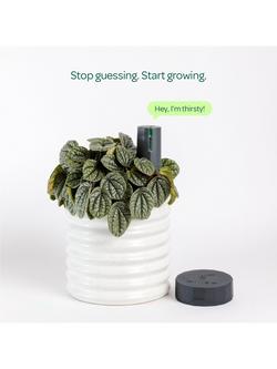 Willow Smart Indoor Plant Sensor, Starter Pack with 1 Sensor & 1 Wi-Fi Hub, Charcoal - view 2, Charcoal