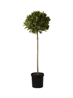Plant Drop Bay Tree, Multi