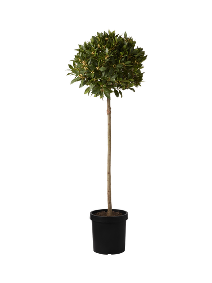 Plant Drop Bay Tree, Multi