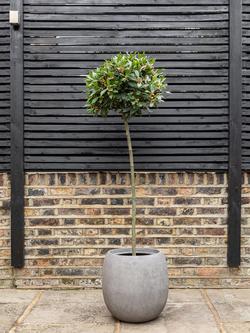 Plant Drop Bay Tree - view 2, Multi