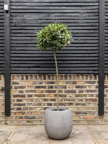 Plant Drop Bay Tree - view 2, Multi