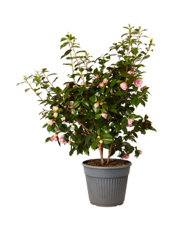 Plant Drop Camellia Bush, Multi
