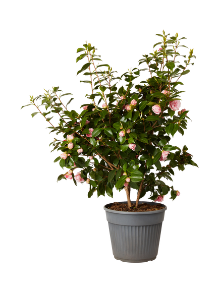 Plant Drop Camellia Bush, Multi