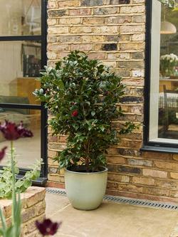 Plant Drop Camellia Bush - view 2, Multi