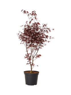 Plant Drop Acer Palmatum Tree, Multi