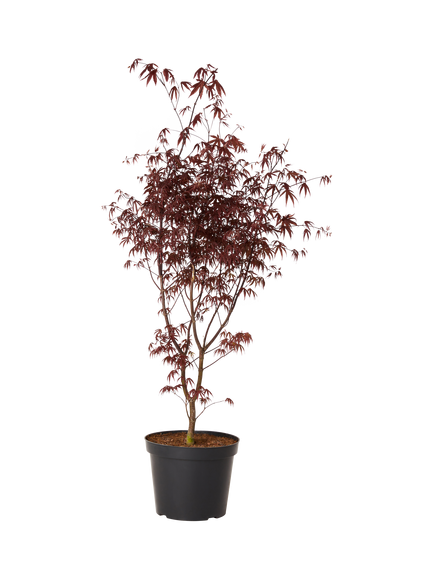 Plant Drop Acer Palmatum Tree, Multi
