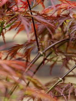 Plant Drop Acer Palmatum Tree - view 2, Multi