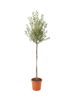 Plant Drop Olive Tree, Multi