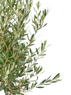 Plant Drop Olive Tree - view 2, Multi