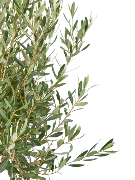 Plant Drop Olive Tree - view 2, Multi