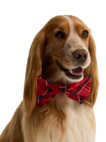 Barbour Tartan Dog Bow Tie, Red - view 2, Red Multi Red
