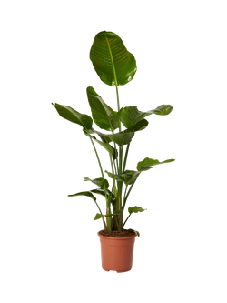 Plant Drop Giant White Bird of Paradise Plant, Green