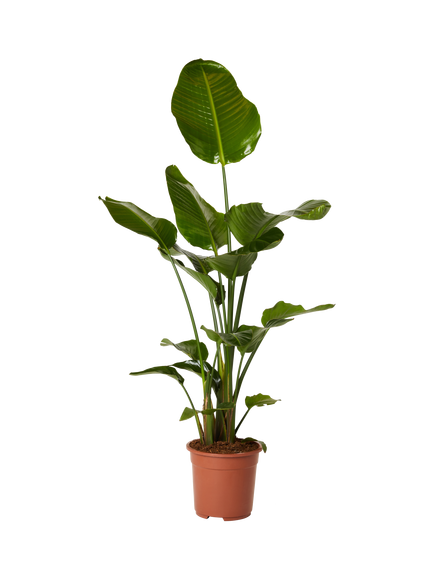 Plant Drop Giant White Bird of Paradise Plant, Green