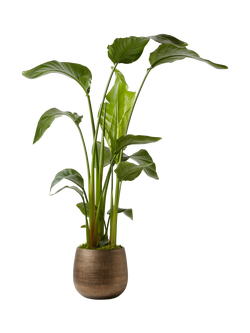 Plant Drop Giant White Bird of Paradise Plant - view 2, Green