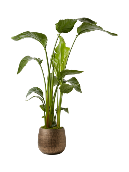 Plant Drop Giant White Bird of Paradise Plant - view 2, Green