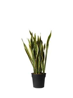 Plant Drop Snake Plant, Multi