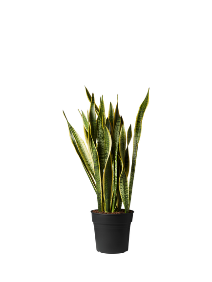 Plant Drop Snake Plant, Multi