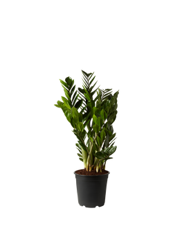 Plant Drop Zamioculcas Plant, Green