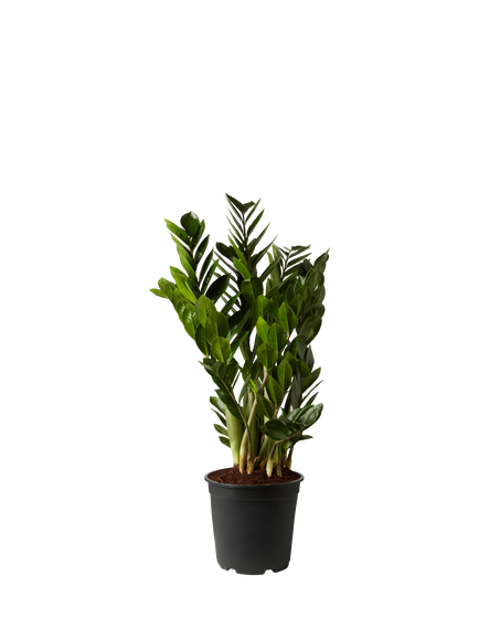 Plant Drop Zamioculcas Plant, Green