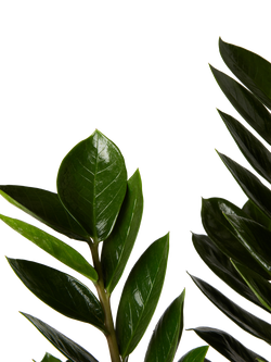Plant Drop Zamioculcas Plant - view 2, Green