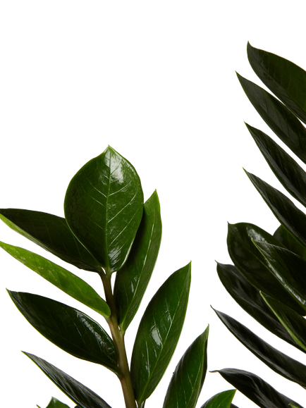 Plant Drop Zamioculcas Plant - view 2, Green