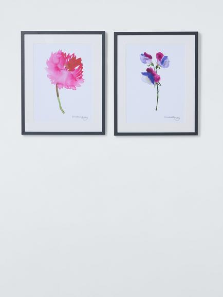 John Lewis bluebellgray 'Dahlia' & 'Sweetpea' Floral Framed Prints, Set of 2, 52.4 x 42.4cm, Multi, Multi