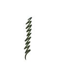 Clinique Quickliner for Eyes Intense, Green
