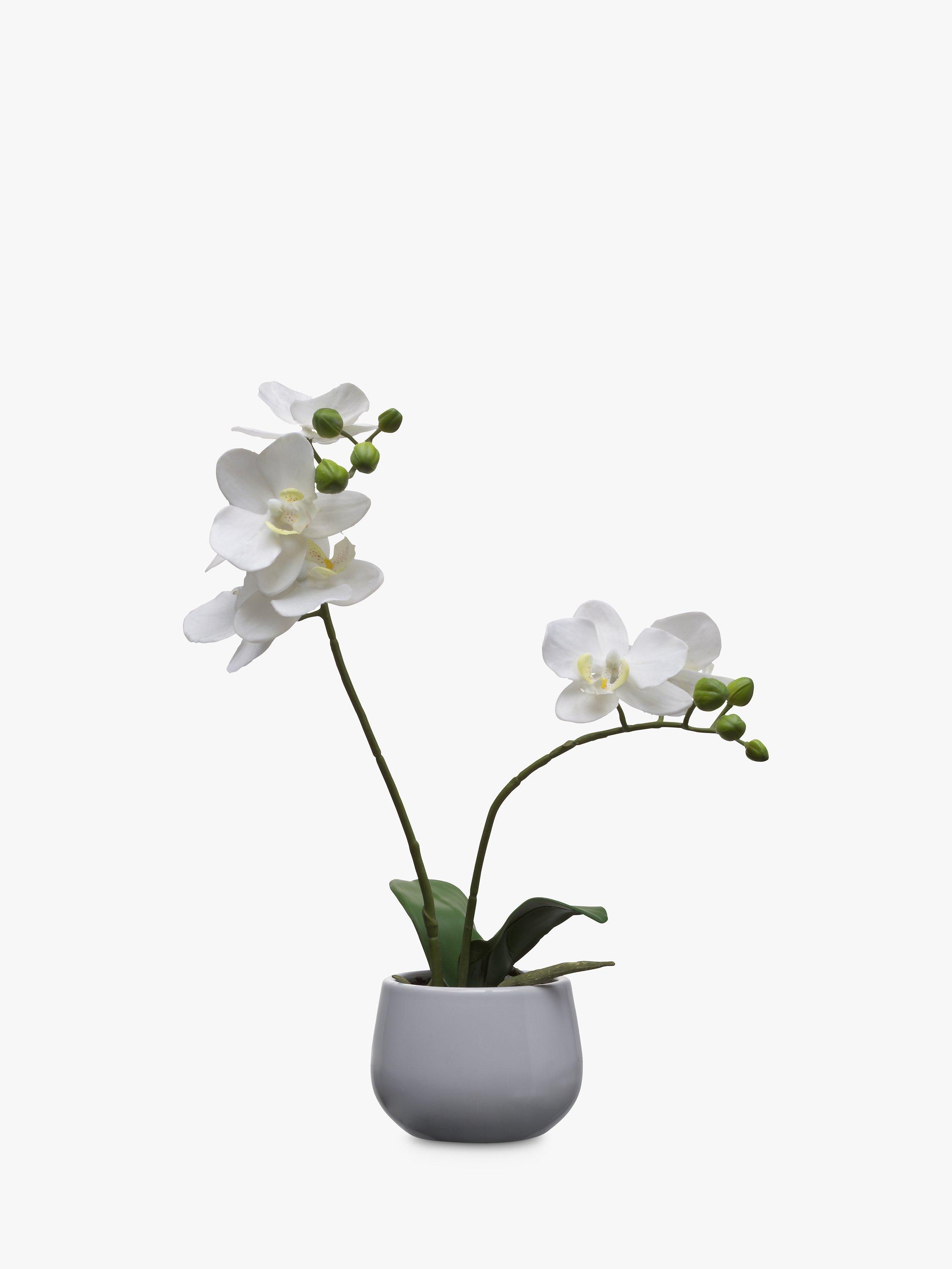 House by John Lewis Artificial Orchid, White, Small