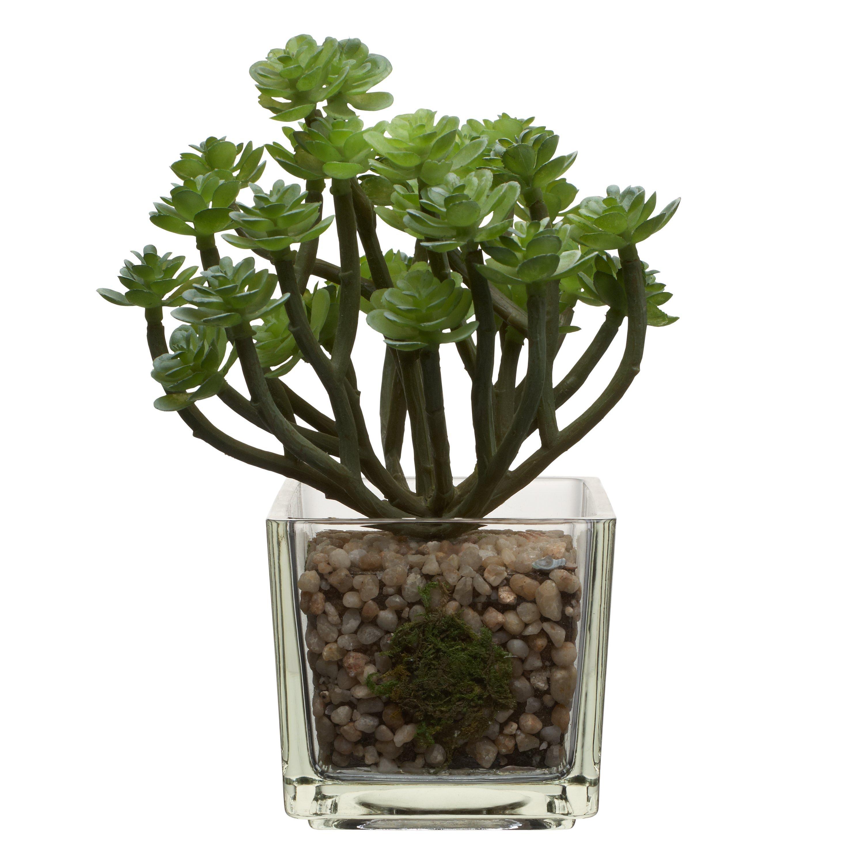 House by John Lewis Artificial Mini Echeveria with Stalks, H15cm