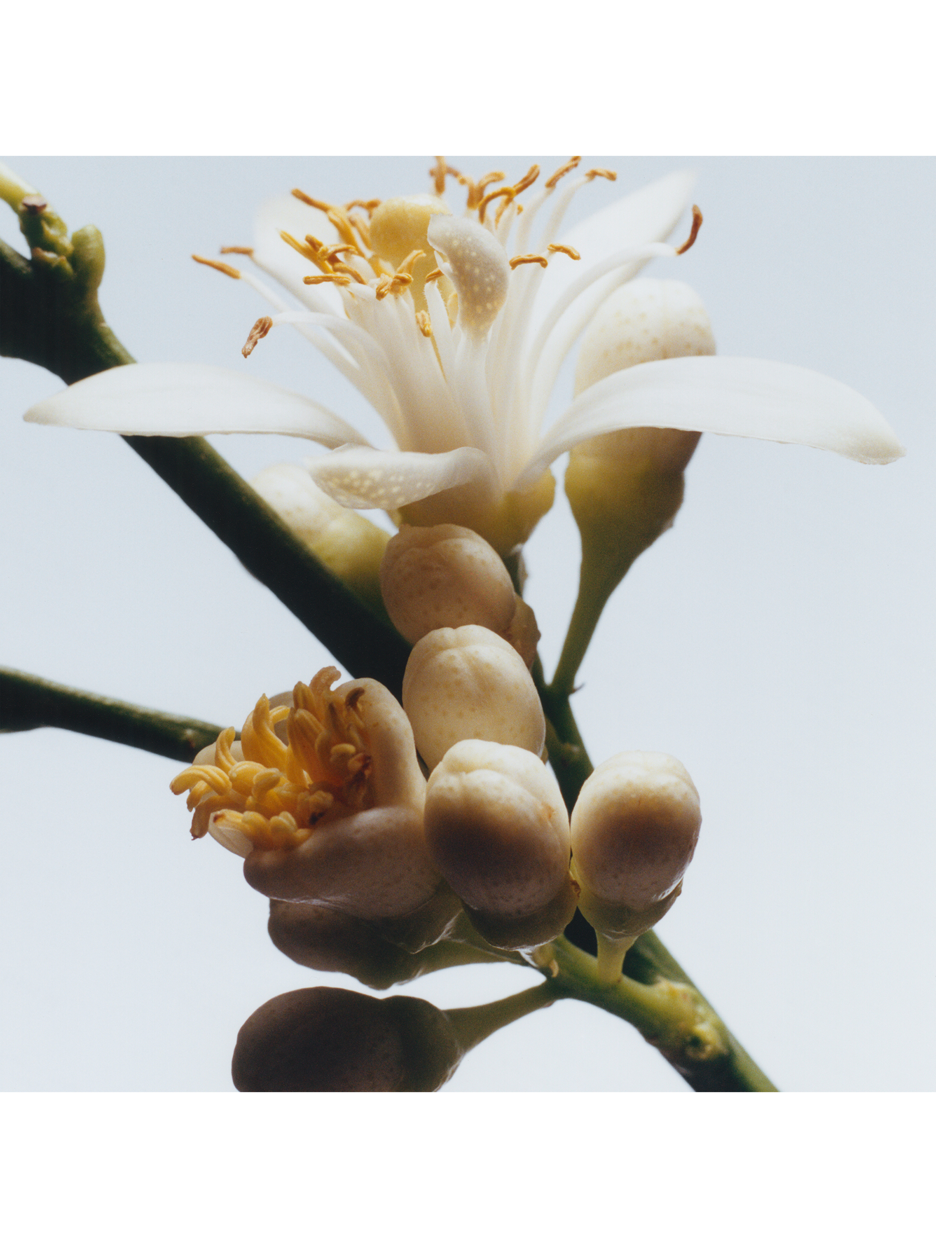 Product image 3 of 4, which shows Jo Malone London Orange Blossom Body & Hand Lotion, 250ml