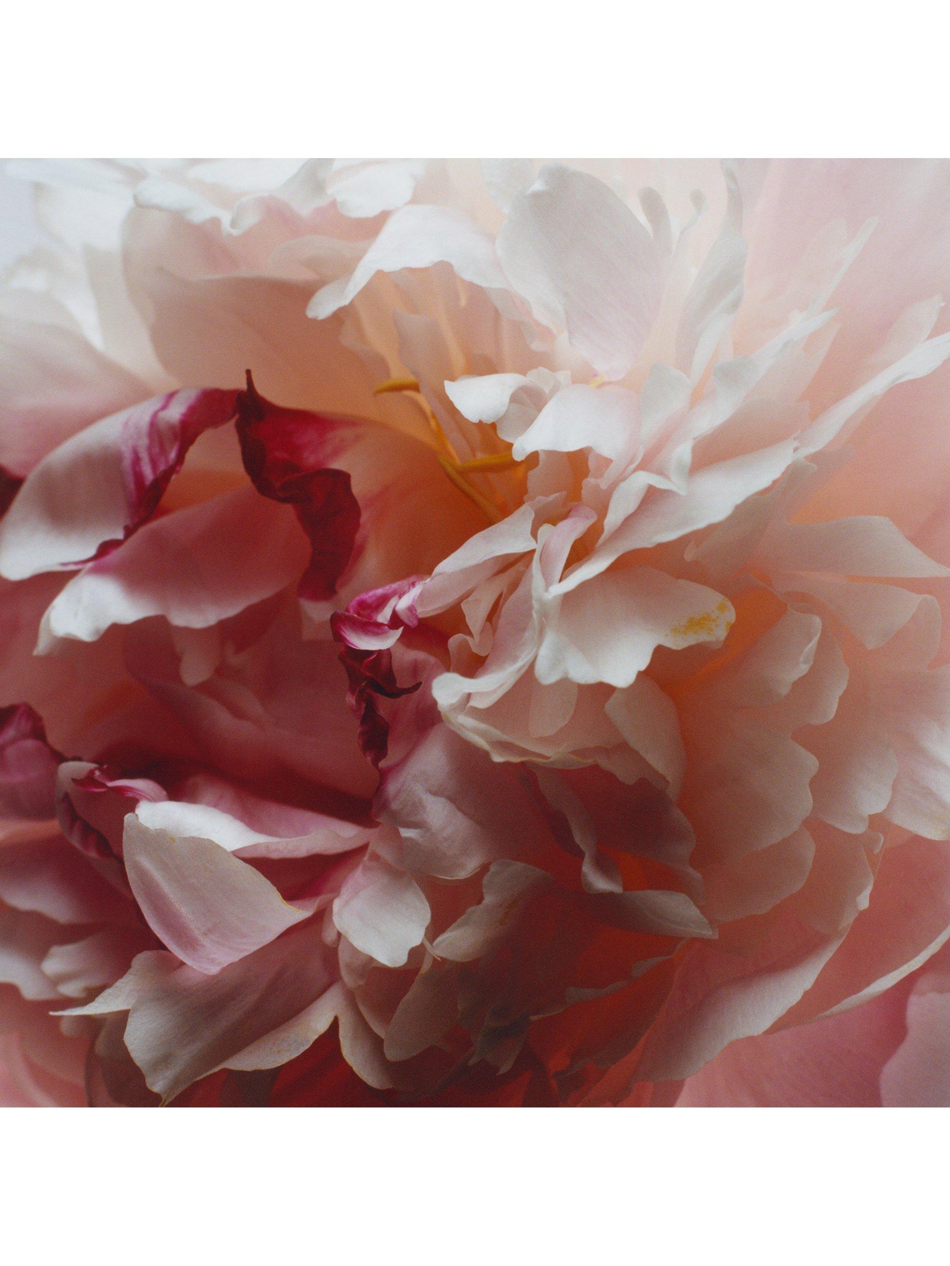 Product image 3 of 3, which shows Jo Malone London Peony & Blush Suede Body Crème, 175ml