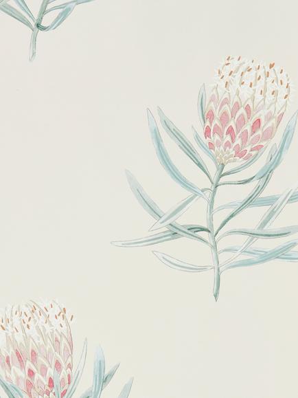 Sanderson Protea Flower Wallpaper, Dart216330