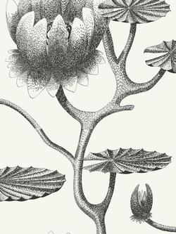 Cole & Son Lily Wallpaper, Black And White 95/4020