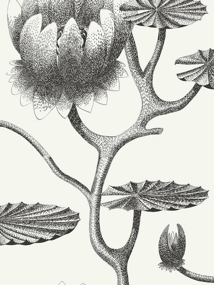 Cole & Son Lily Wallpaper, Black And White 95/4020