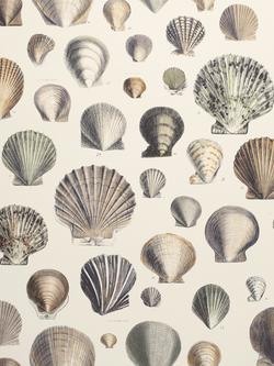 Designers Guild Captain Thomas Brown's Shells Wallpaper, Oyster Pjd6000/02