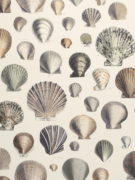 Designers Guild Captain Thomas Brown's Shells Wallpaper, Oyster Pjd6000/02