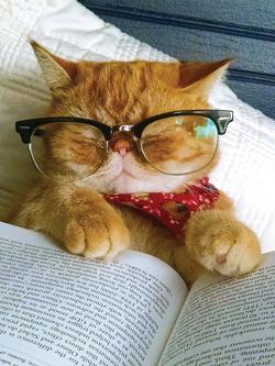 Woodmansterne Cat Asleep Greeting Card, 